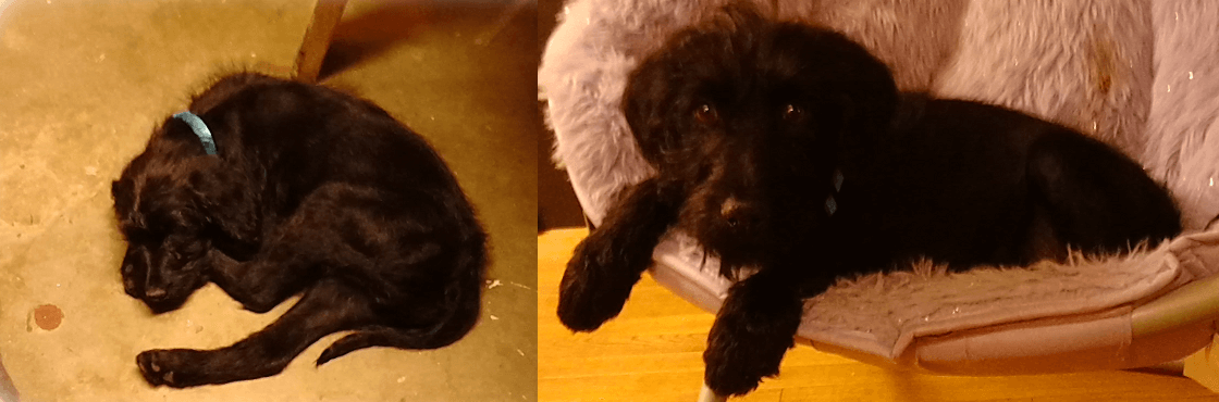 Black labradoodle dog photographs